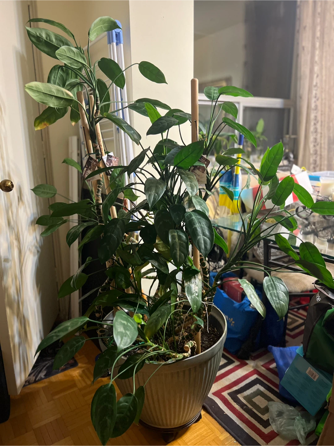 Large Aglaonema Plant in Decorative Pot - photo 2
