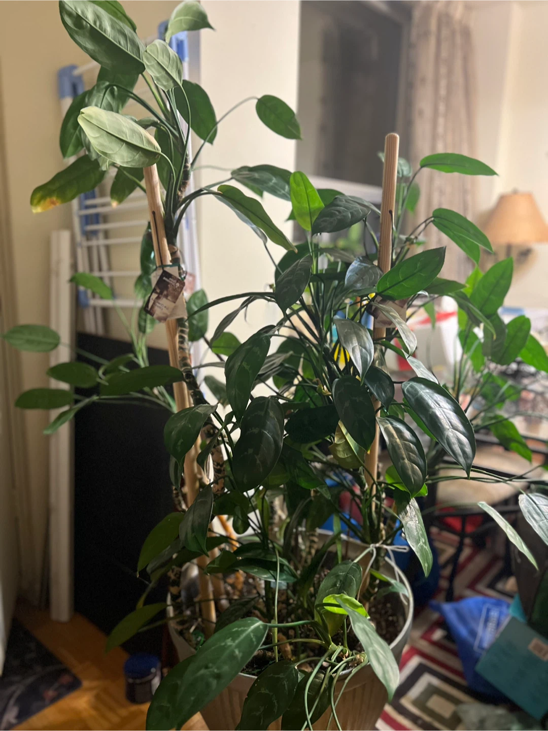 Large Aglaonema Plant in Decorative Pot - photo 3