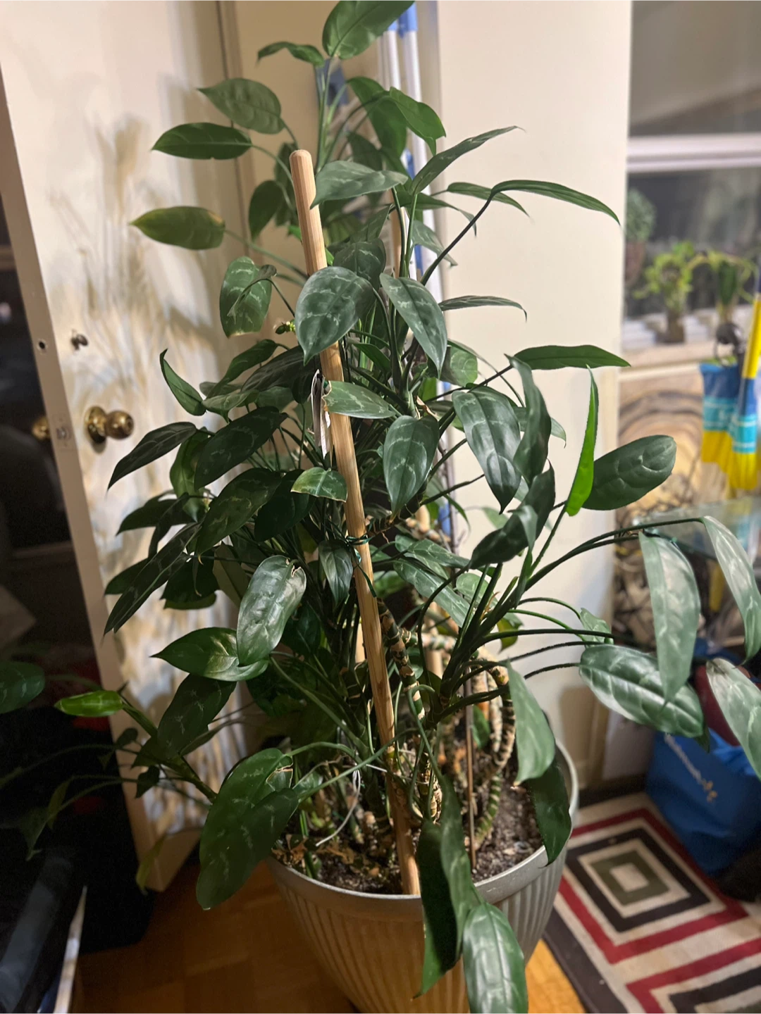 Large Aglaonema Plant in Decorative Pot - photo 4