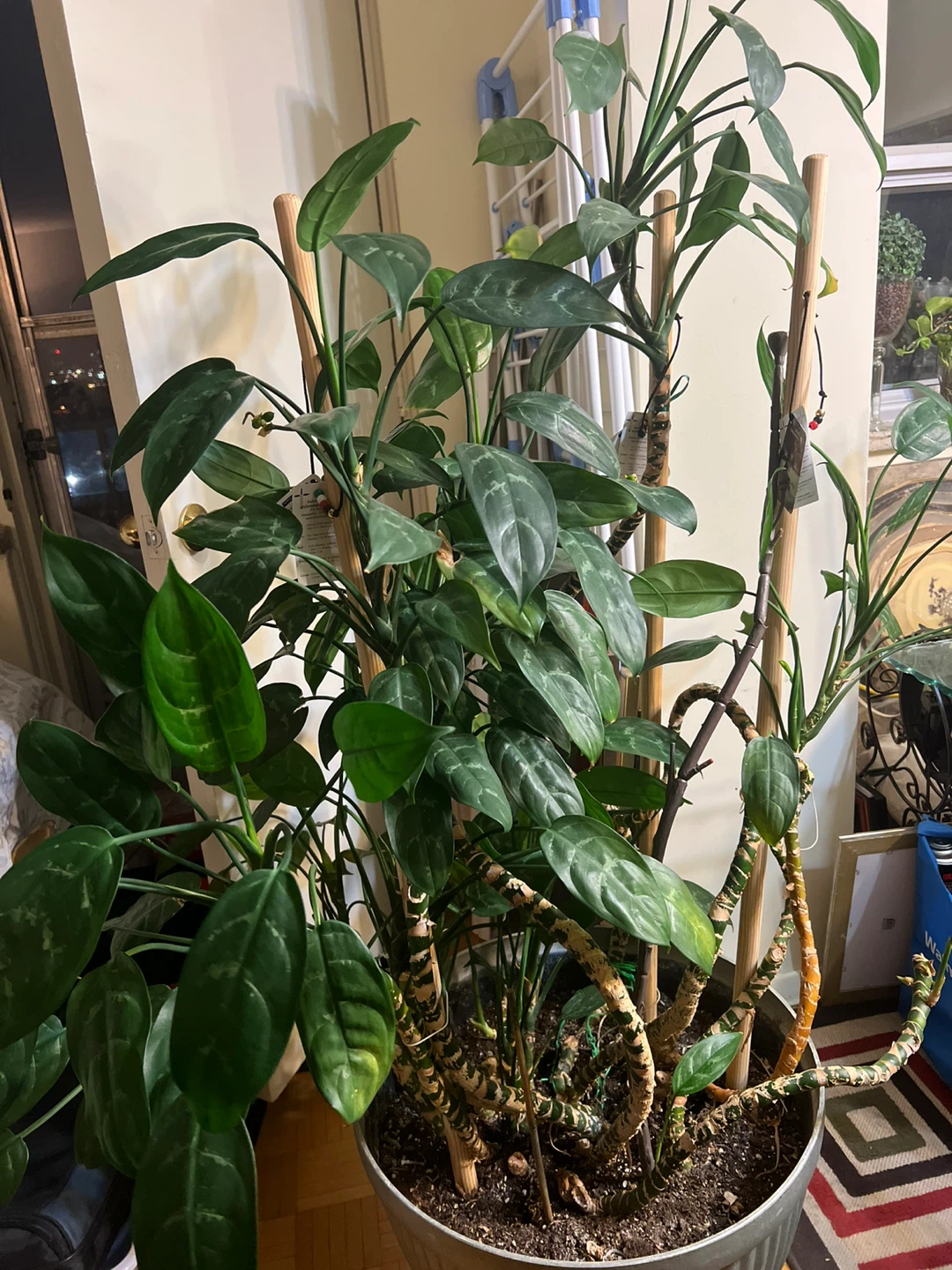Large Aglaonema Plant in Decorative Pot - photo 5