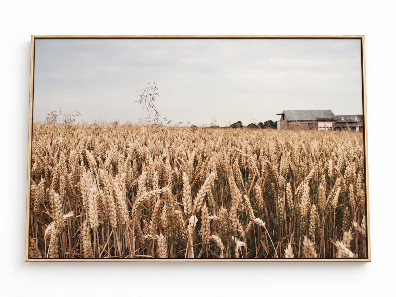 Wheat Field Framed Wall Art