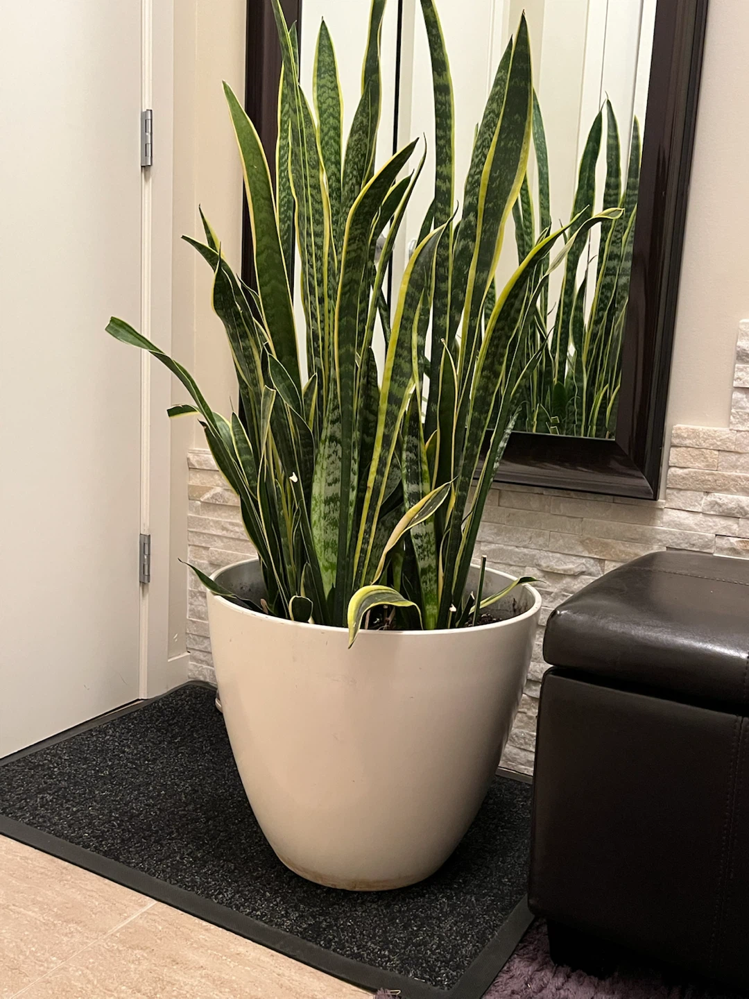 Large Snake Plant in White Planter