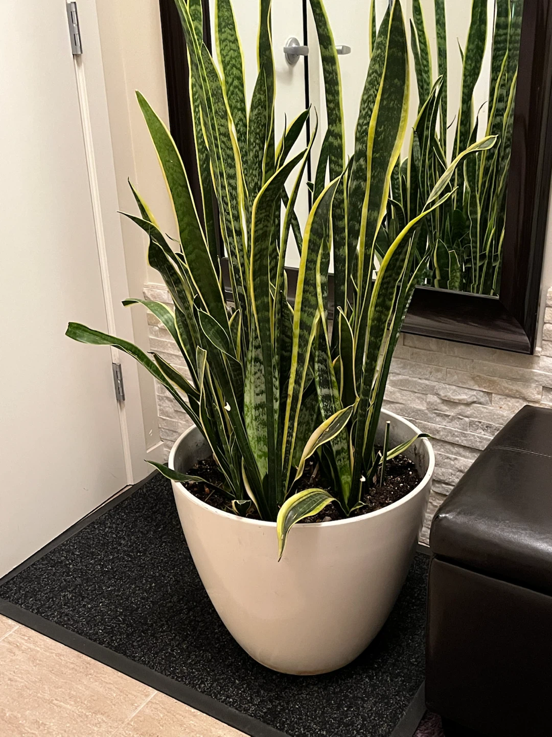 Large Snake Plant in White Planter - photo 2
