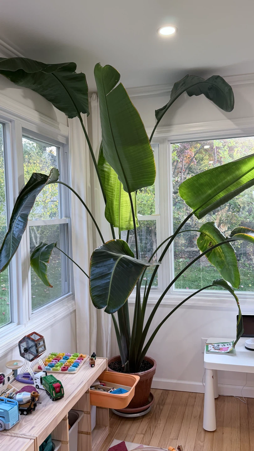 Large Bird of Paradise Plant