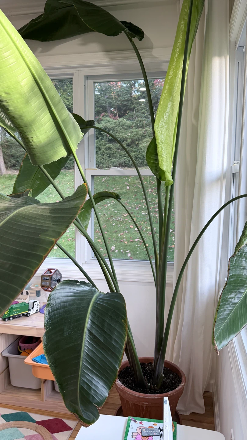 Large Bird of Paradise Plant - photo 2