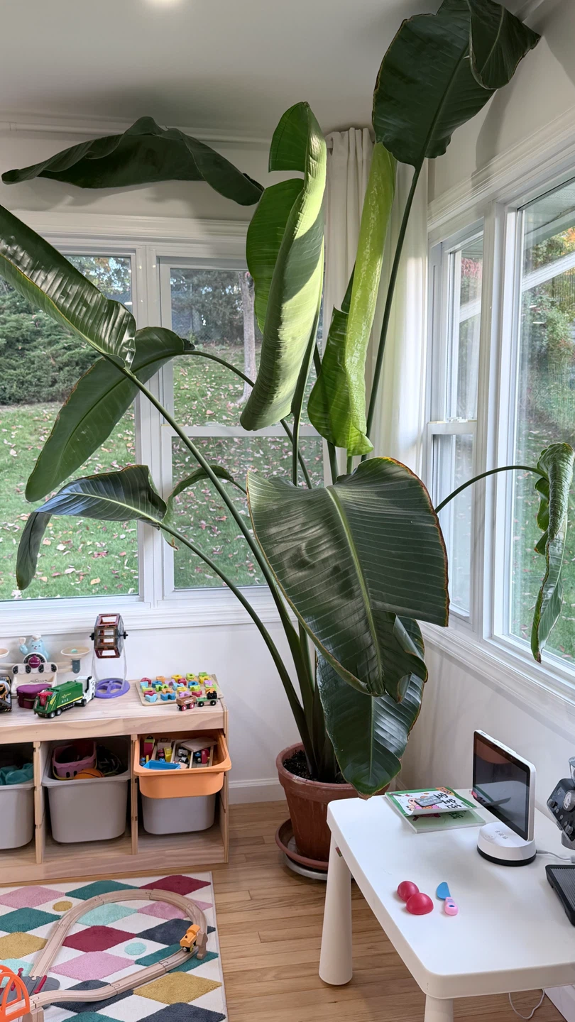 Large Bird of Paradise Plant - photo 3