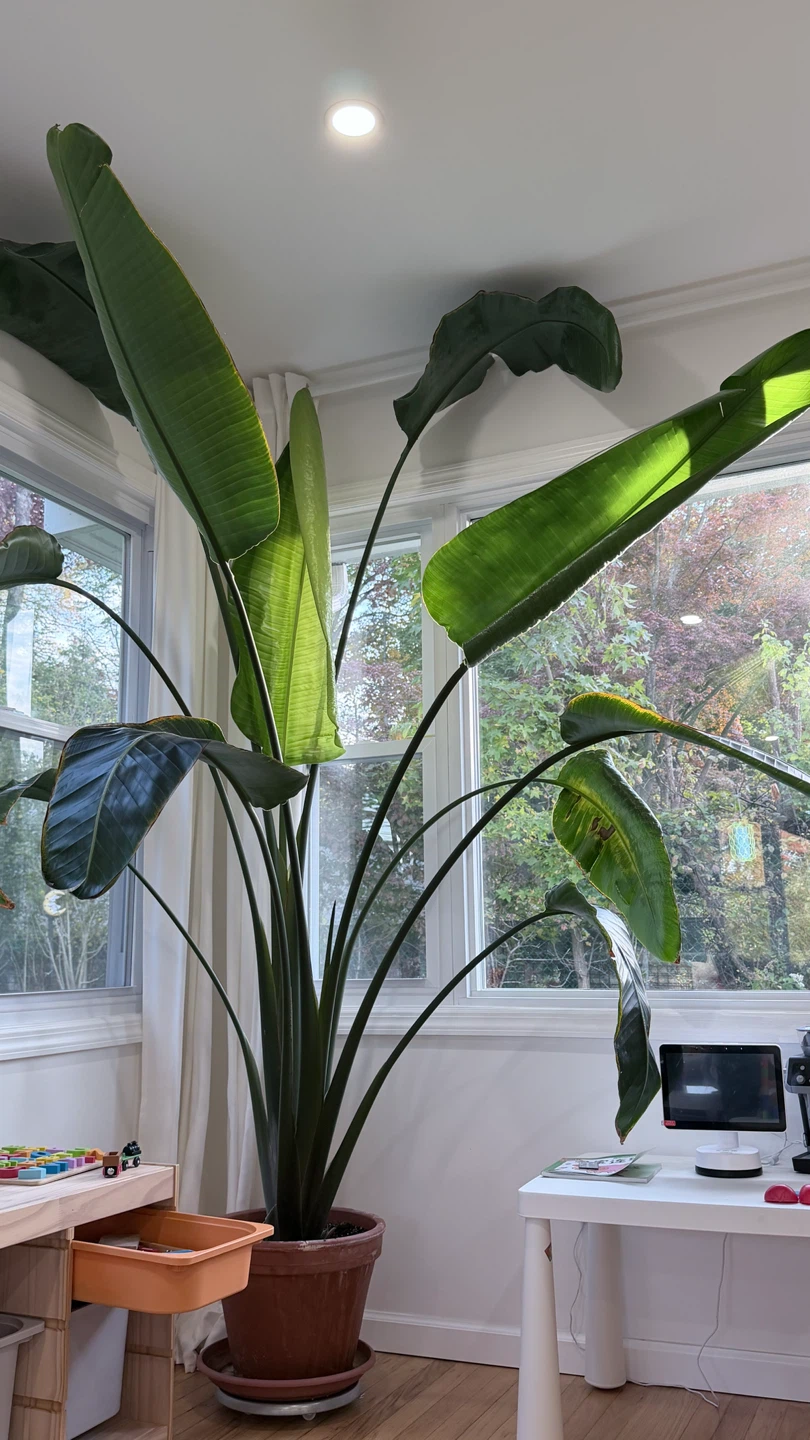 Large Bird of Paradise Plant - photo 4