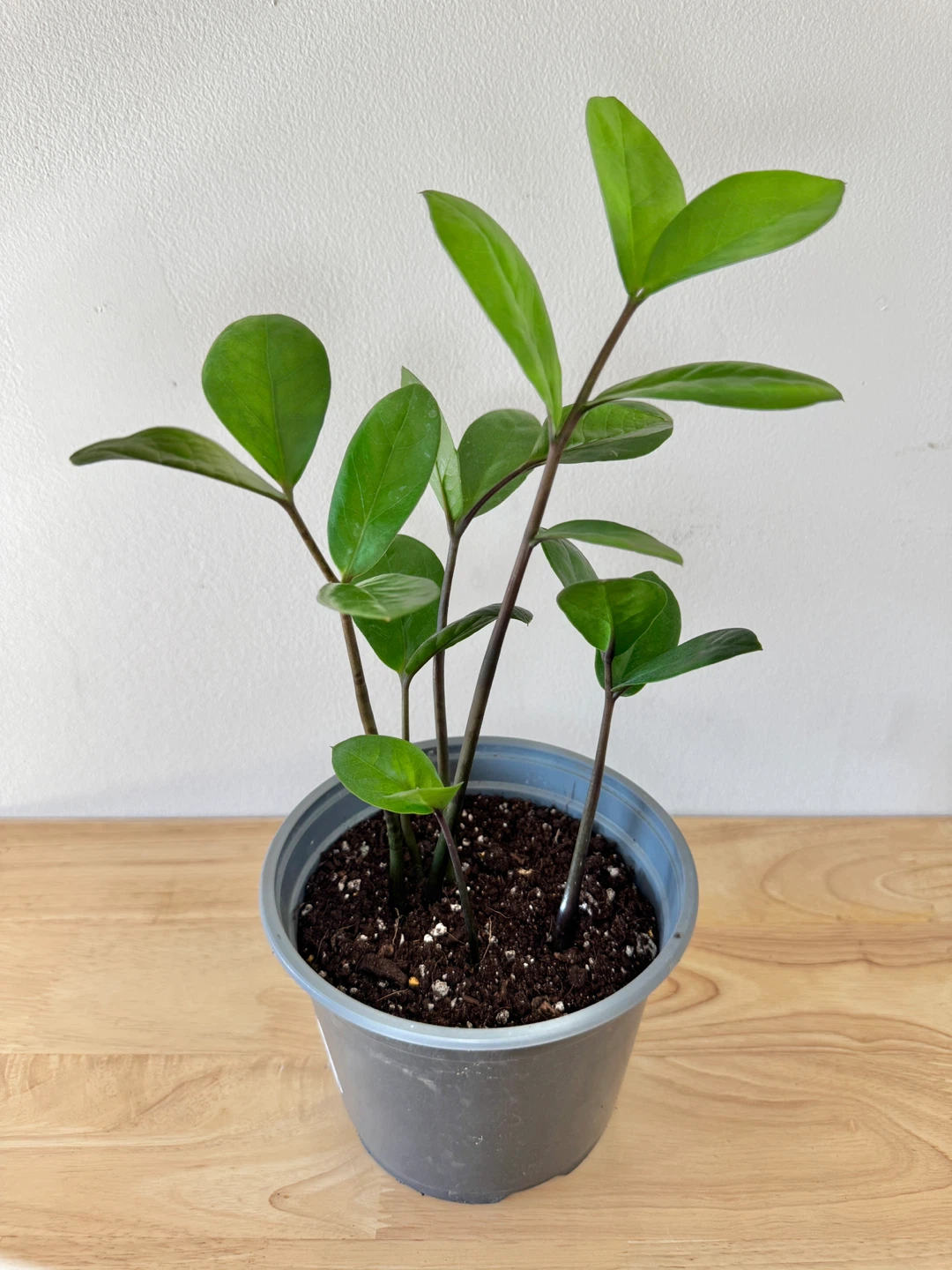 ZZ Houseplant