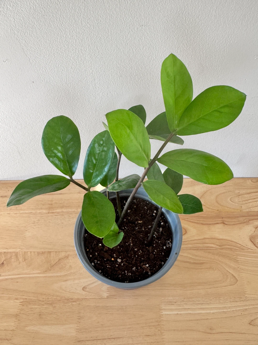 ZZ Houseplant - photo 2