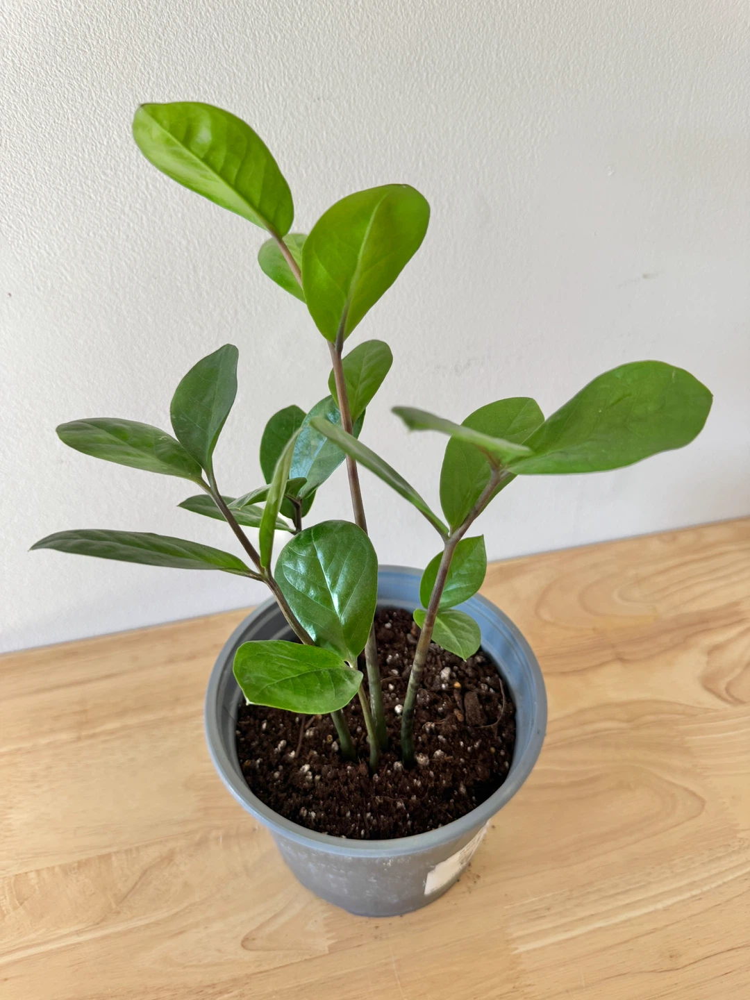 ZZ Houseplant - photo 3