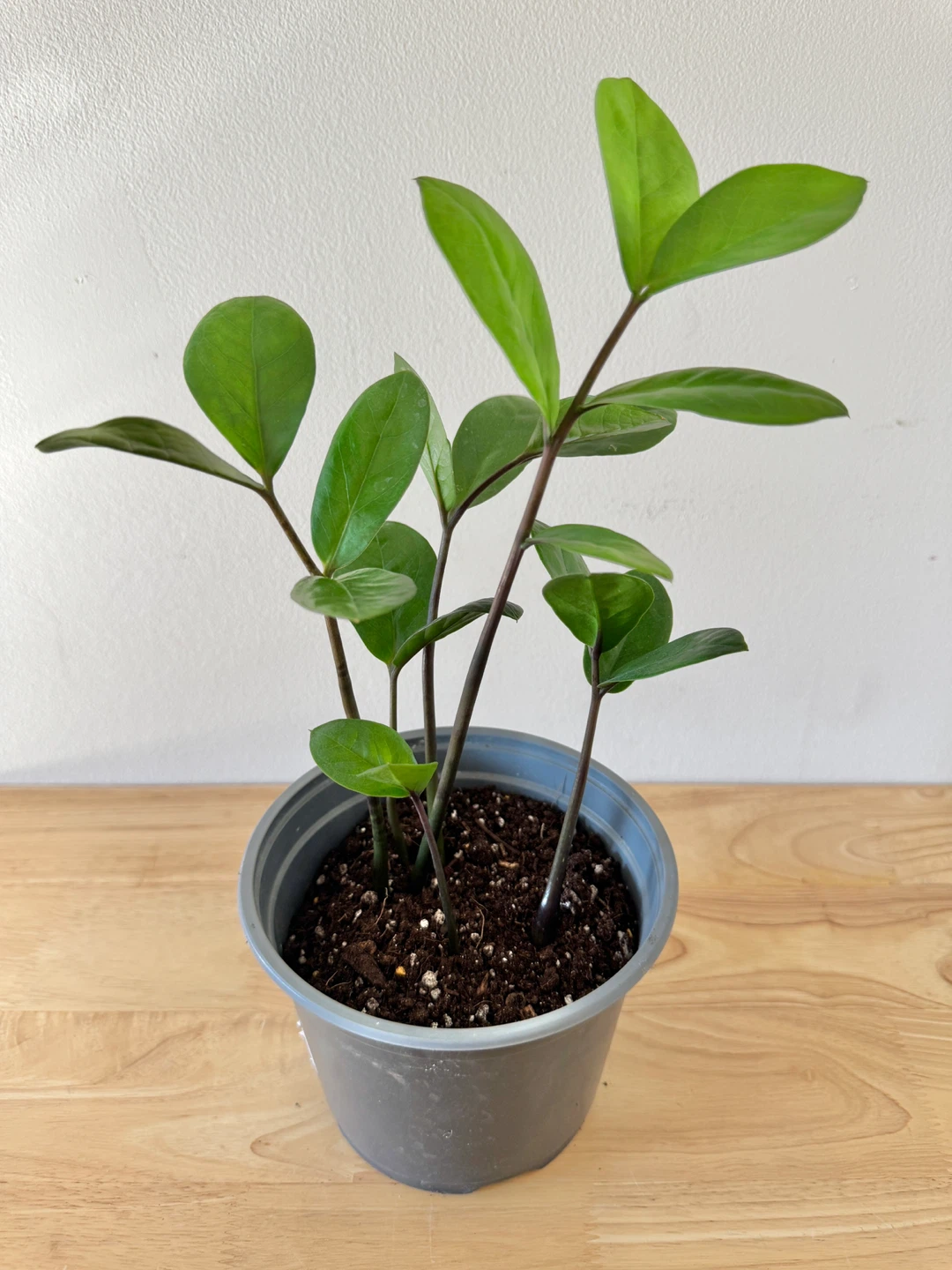 ZZ Houseplant - photo 4