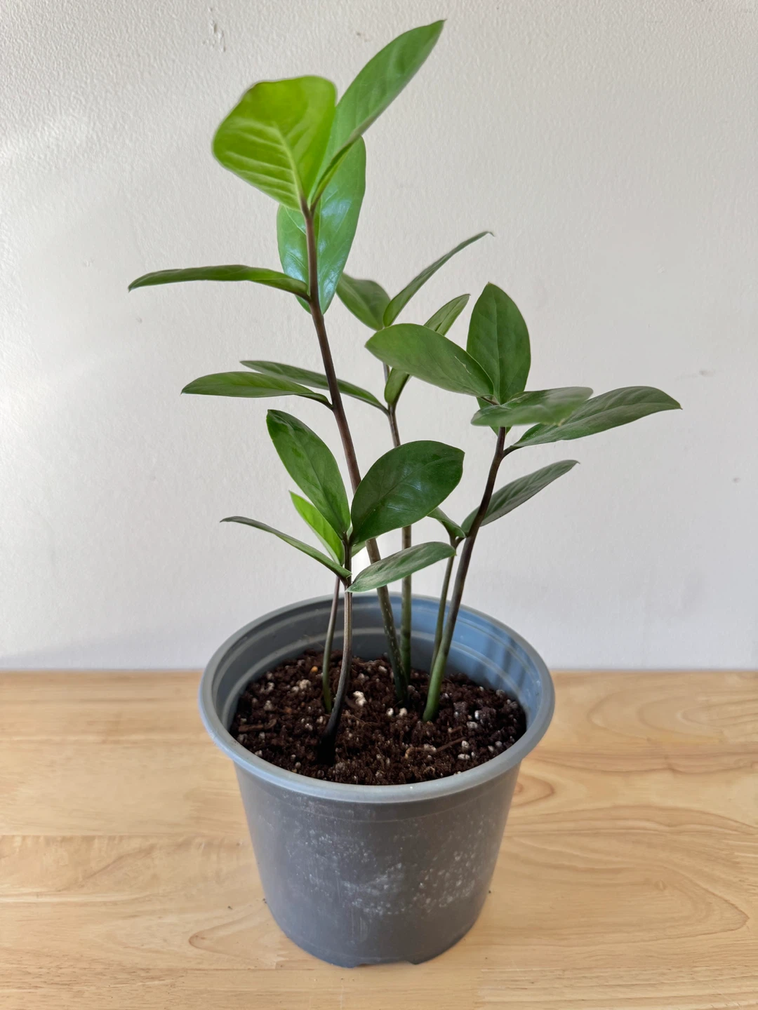 ZZ Houseplant - photo 5