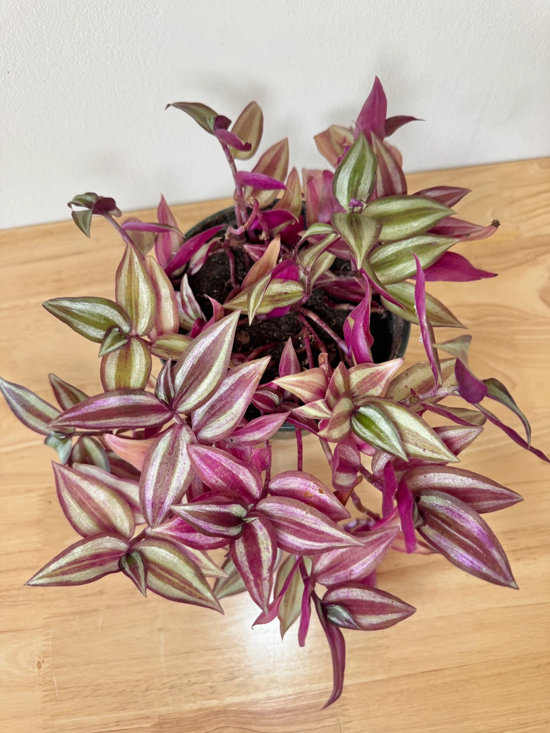 Wandering Dude / Tradescantia Zebrina / Inch Plant / Plant Sale