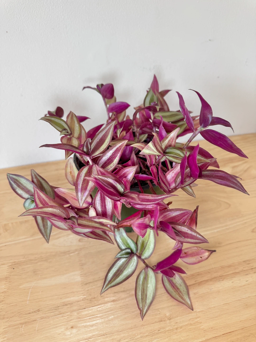 Wandering Dude / Tradescantia Zebrina / Inch Plant / Plant Sale - photo 2
