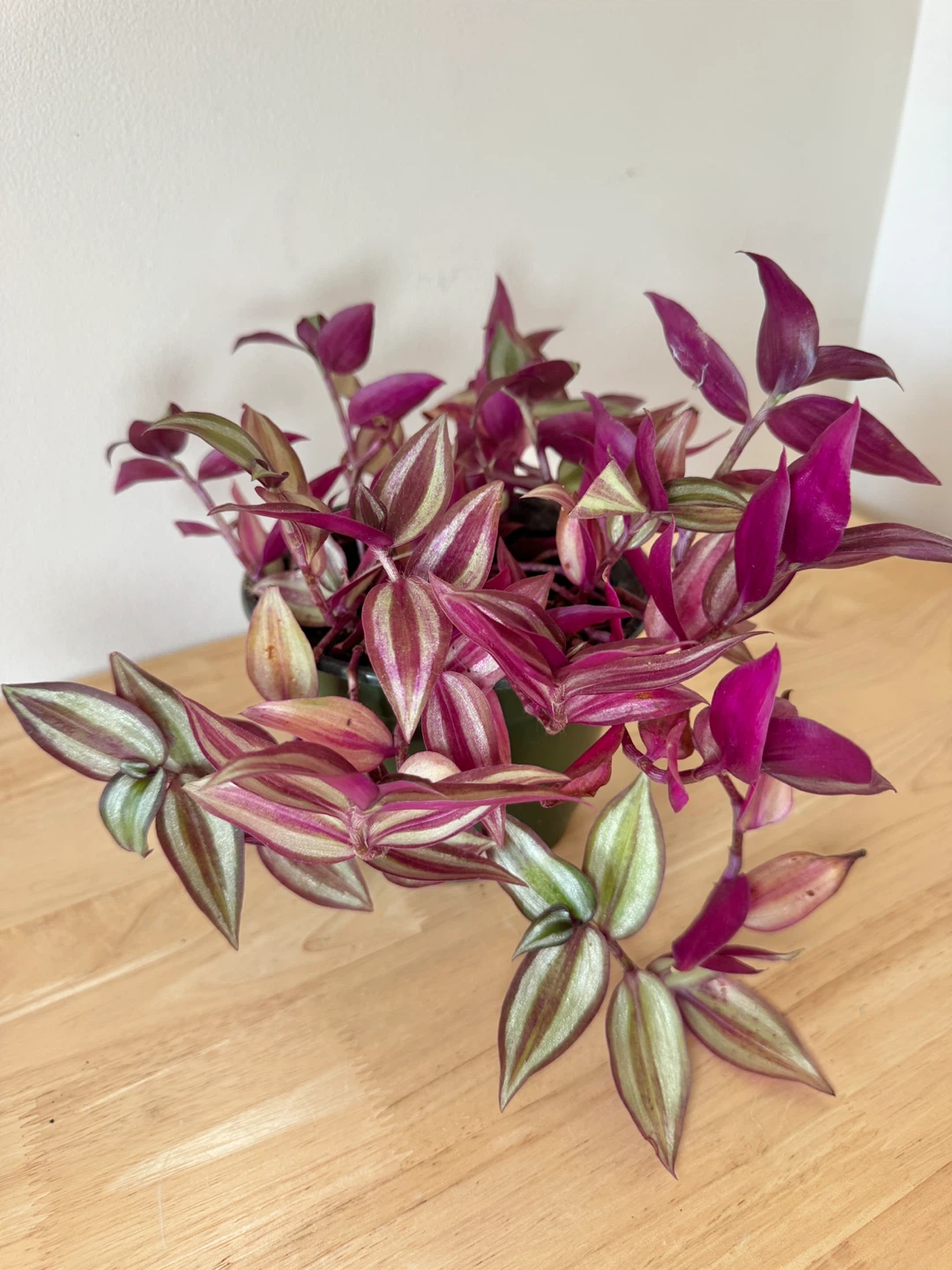 Wandering Dude / Tradescantia Zebrina / Inch Plant / Plant Sale - photo 3