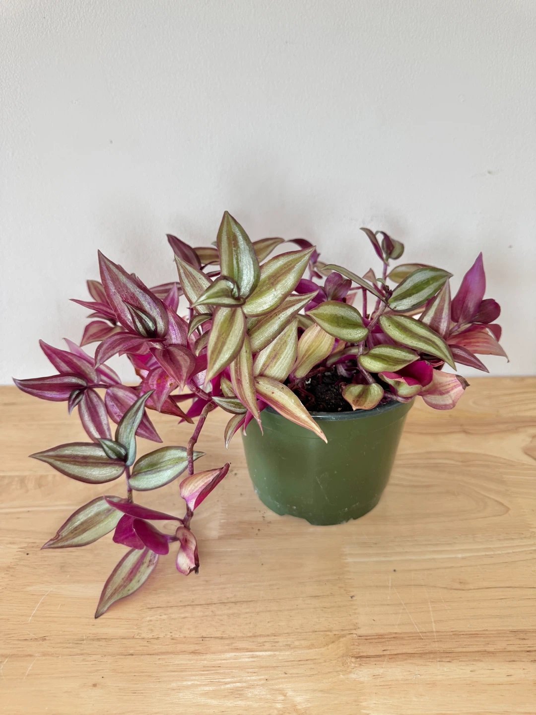 Wandering Dude / Tradescantia Zebrina / Inch Plant / Plant Sale - photo 4