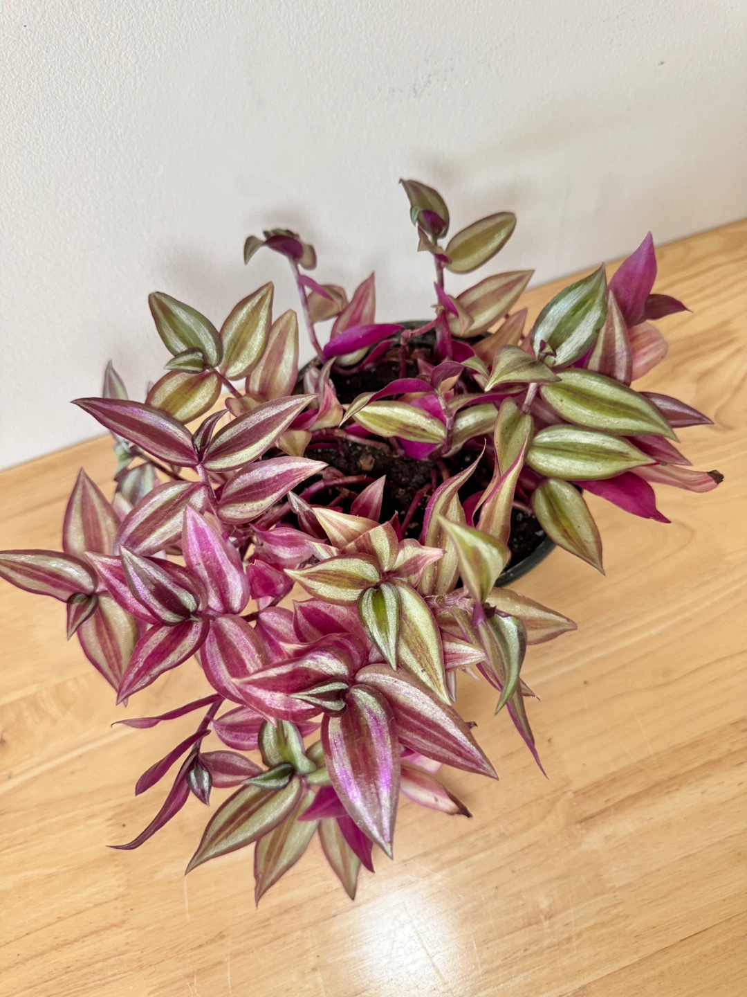 Wandering Dude / Tradescantia Zebrina / Inch Plant / Plant Sale - photo 5