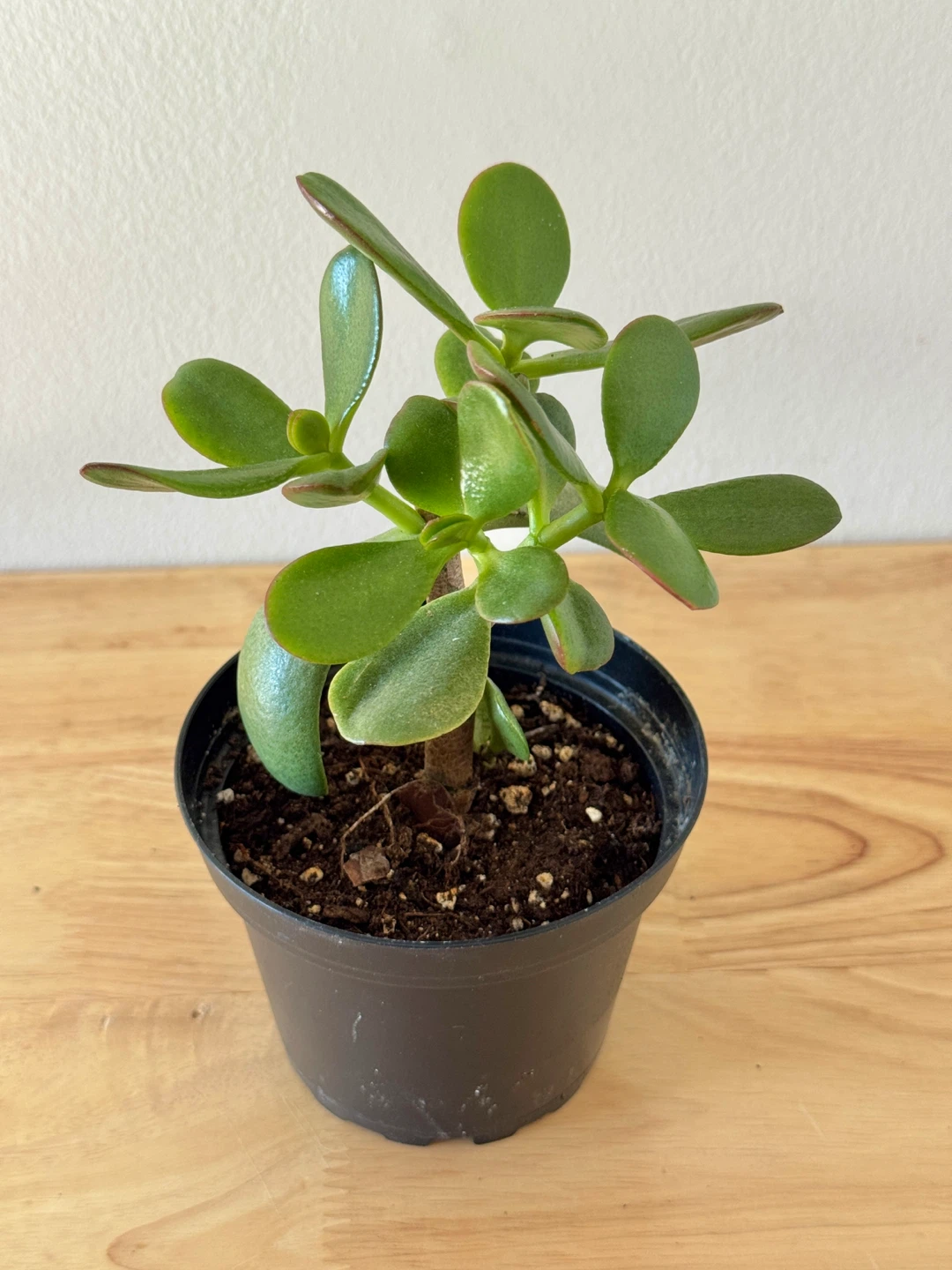 Jade Plant FULL SUN Required ☀️☀️☀️
