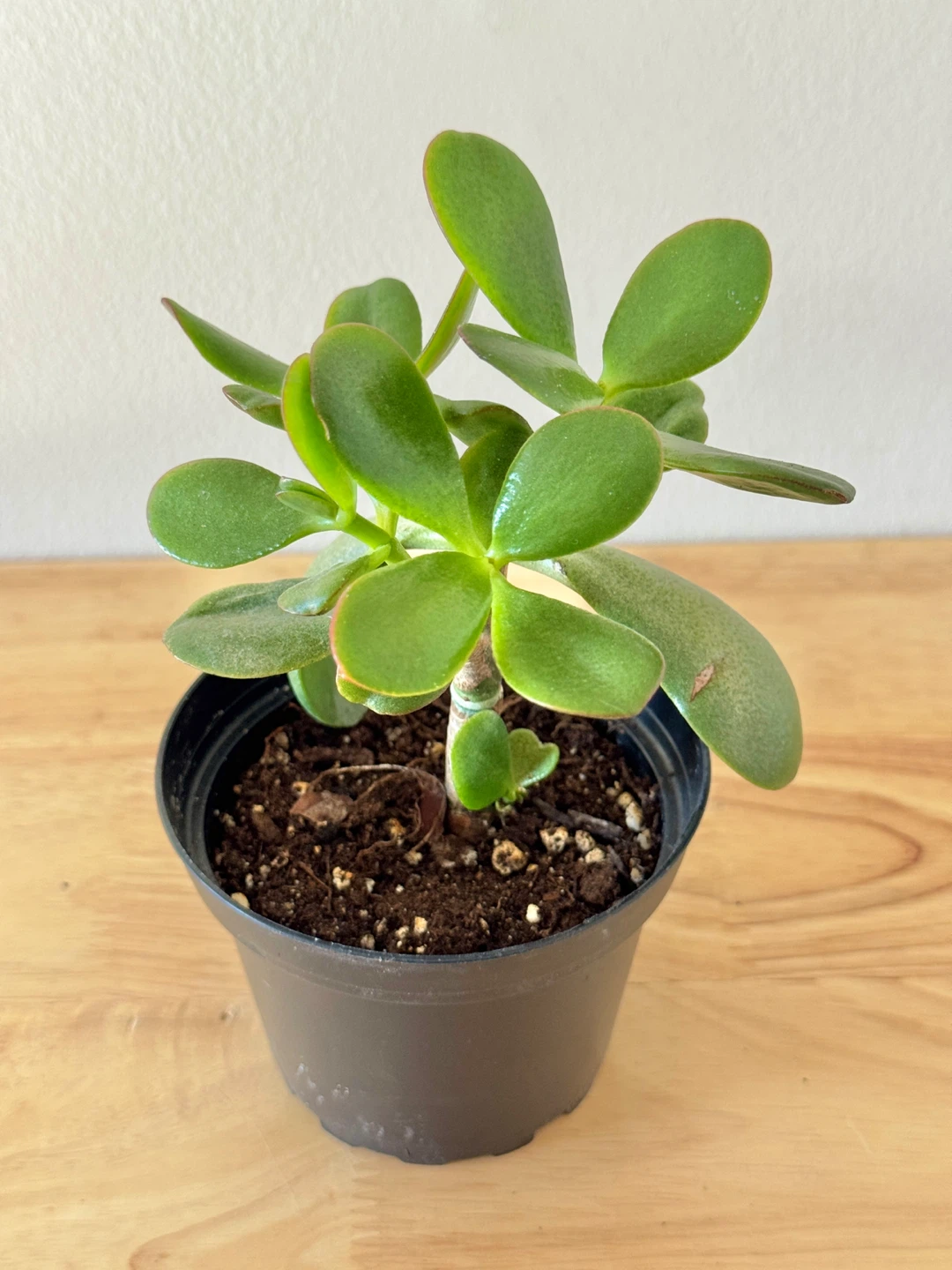 Jade Plant FULL SUN Required ☀️☀️☀️ - photo 2