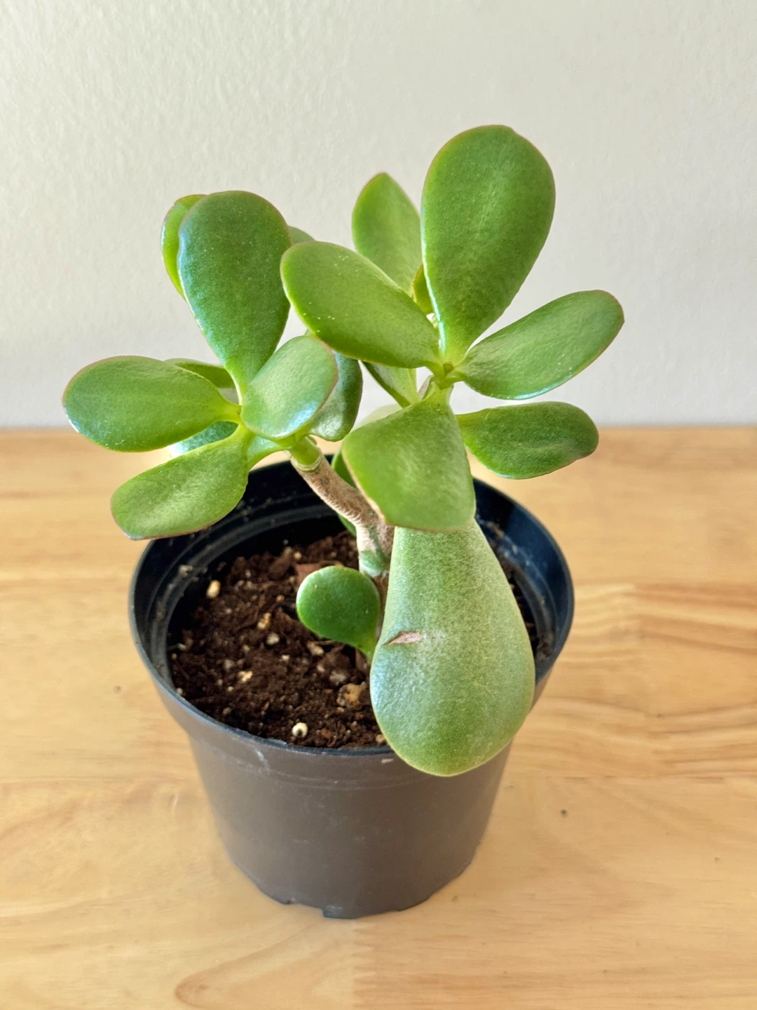 Jade Plant FULL SUN Required ☀️☀️☀️ - photo 3
