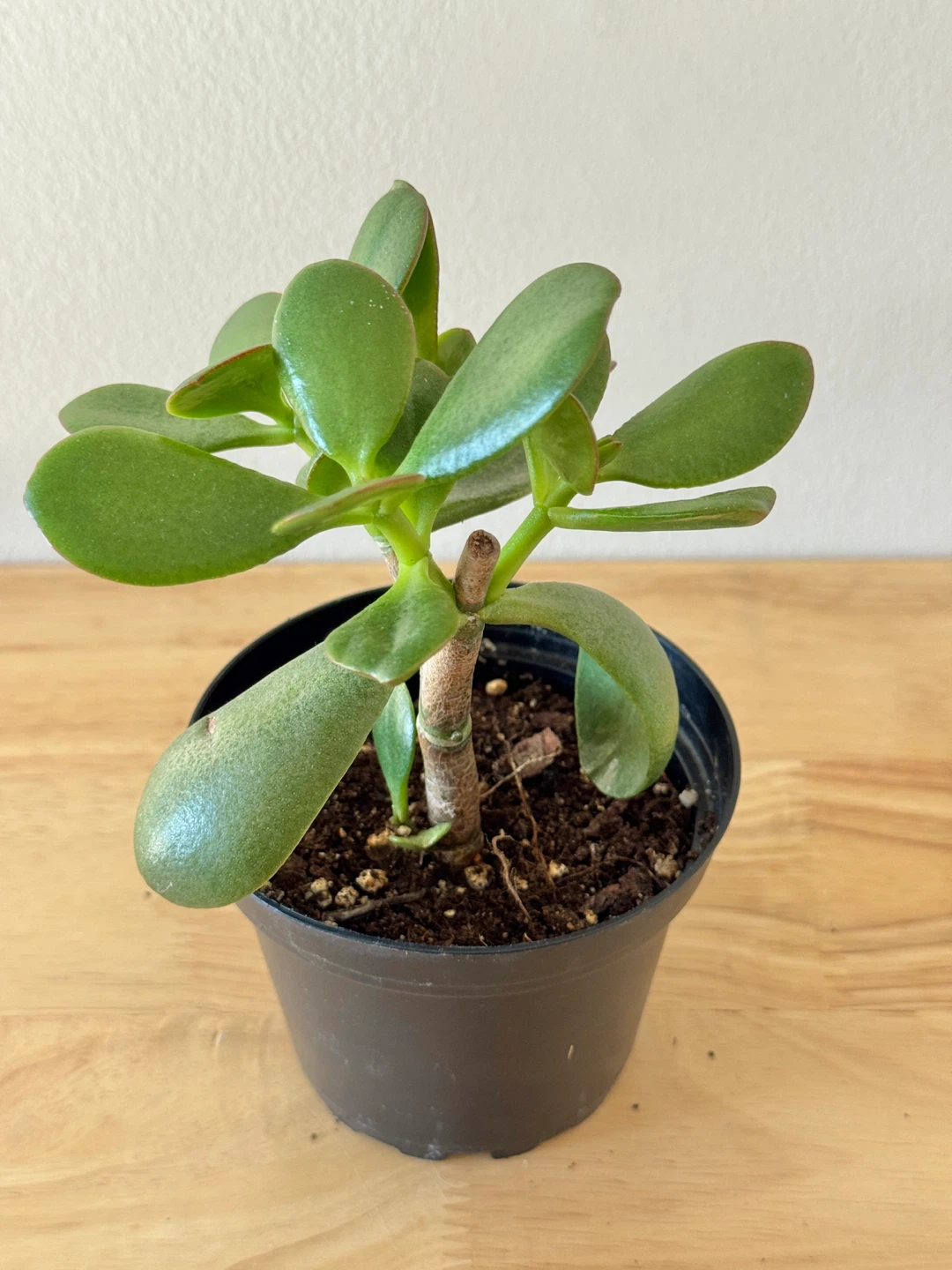 Jade Plant FULL SUN Required ☀️☀️☀️ - photo 4
