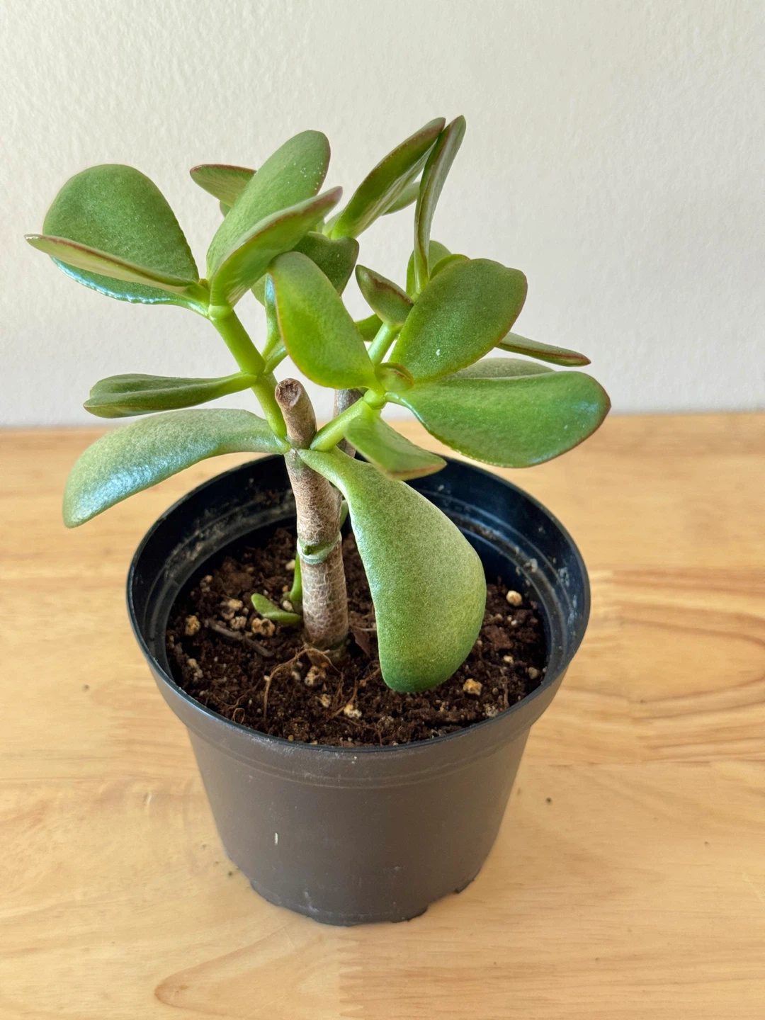Jade Plant FULL SUN Required ☀️☀️☀️ - photo 5