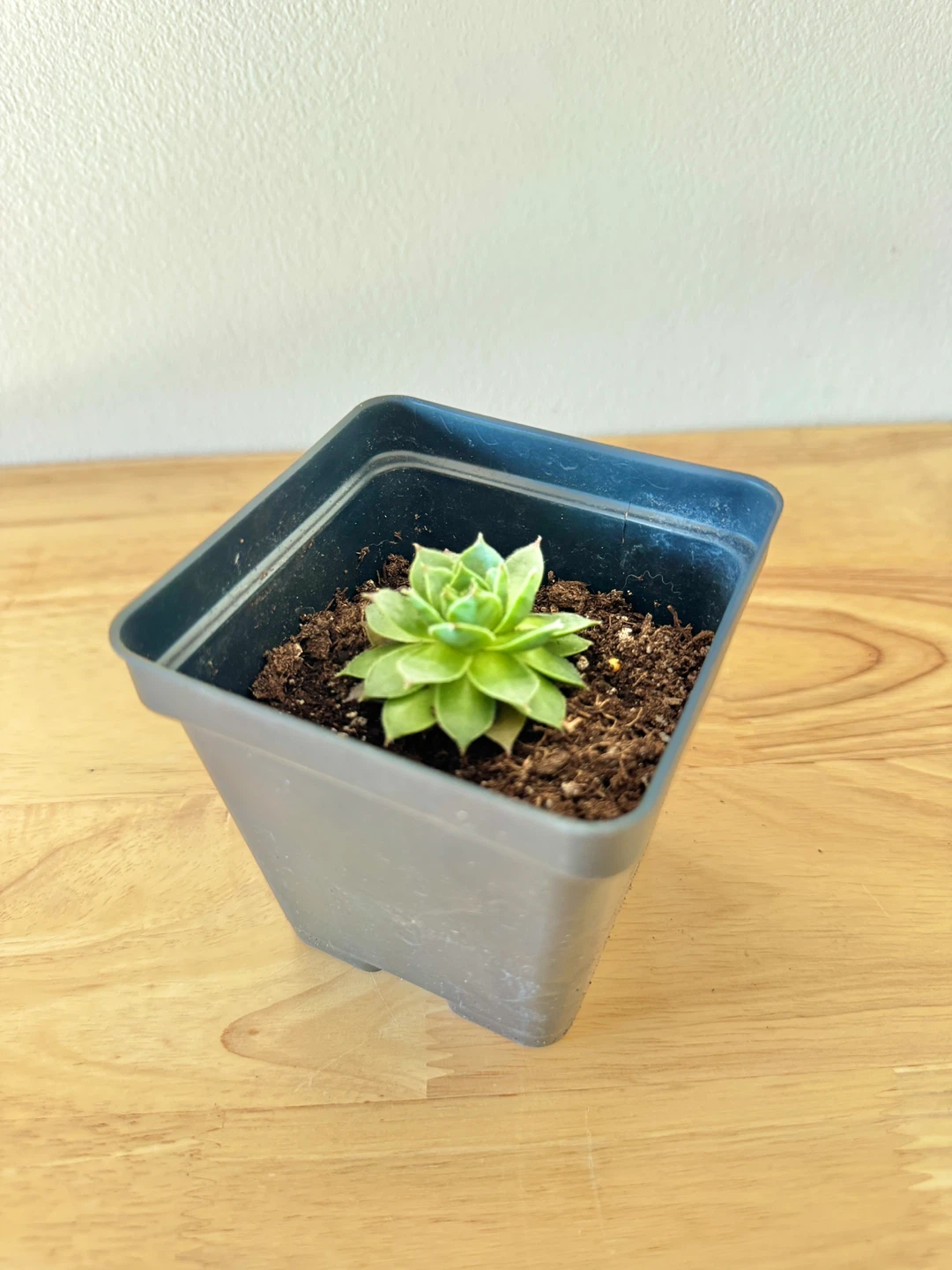 Sempervivum / Hens and Chicks / Houseleek / Outdoor Succulents