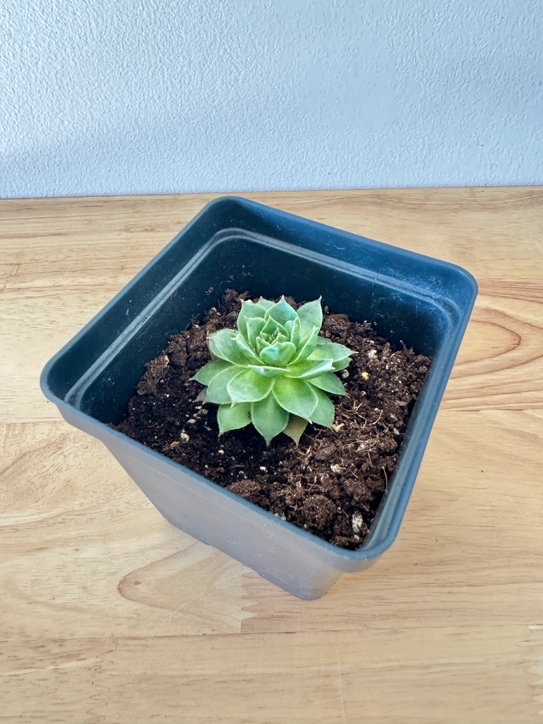 Sempervivum / Hens and Chicks / Houseleek / Outdoor Succulents - photo 2