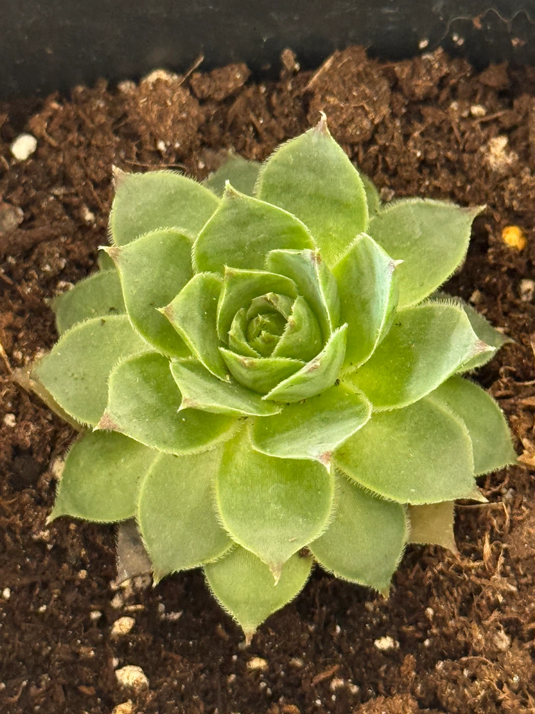 Sempervivum / Hens and Chicks / Houseleek / Outdoor Succulents - photo 3