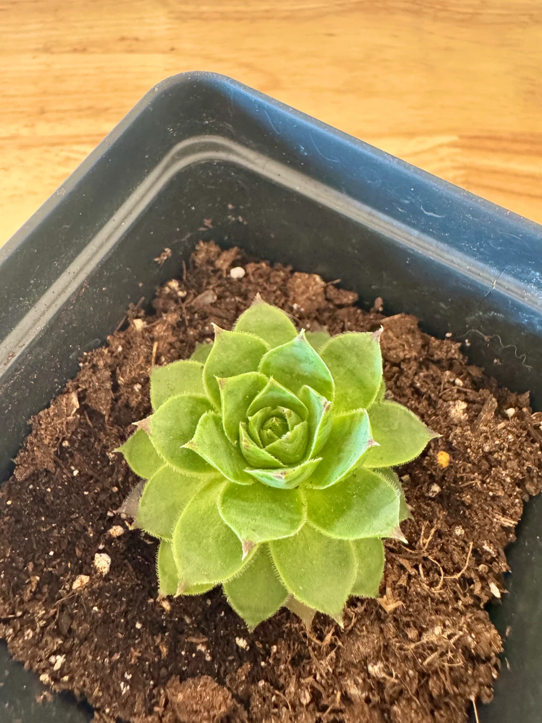 Sempervivum / Hens and Chicks / Houseleek / Outdoor Succulents - photo 4