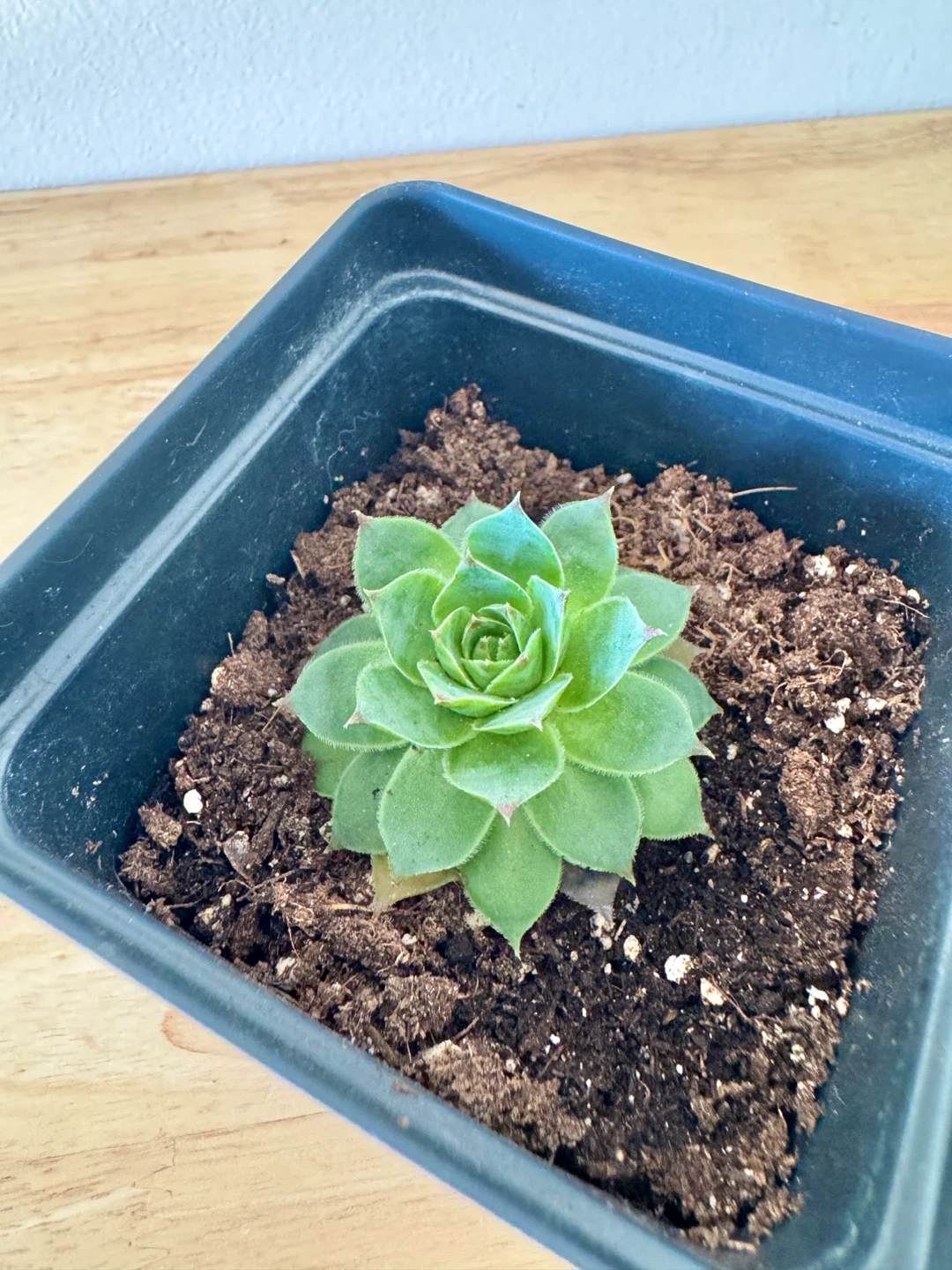 Sempervivum / Hens and Chicks / Houseleek / Outdoor Succulents - photo 5