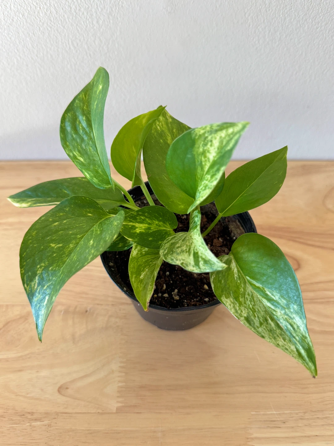 Marble Queen Pothos