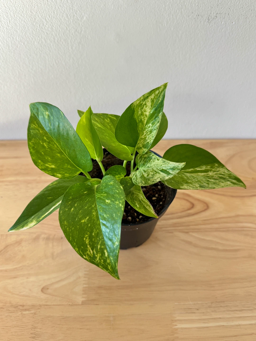 Marble Queen Pothos - photo 2