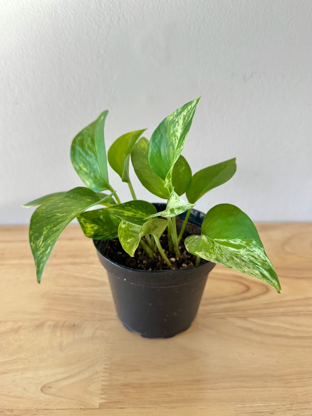 Marble Queen Pothos - photo 3
