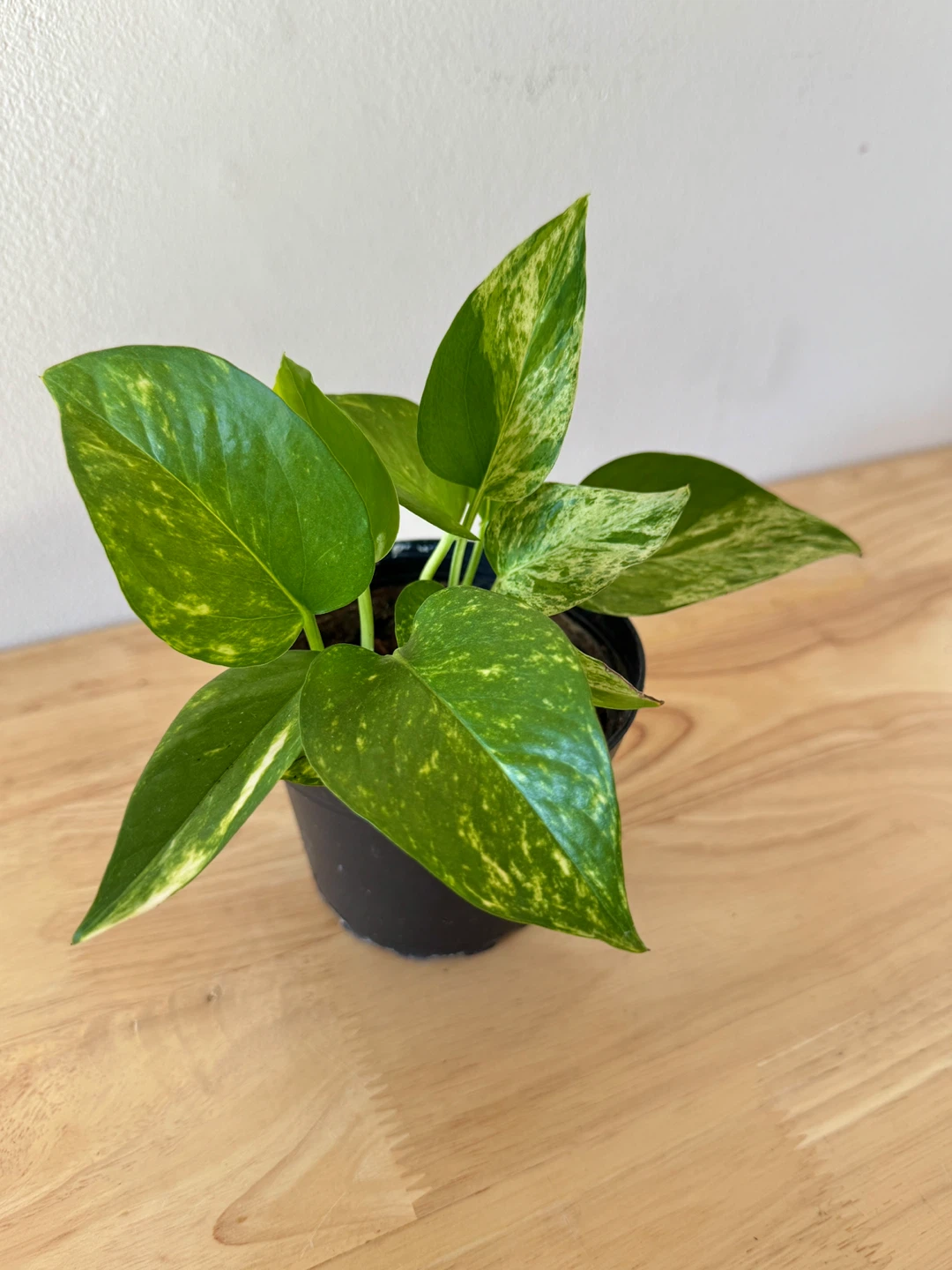 Marble Queen Pothos - photo 4