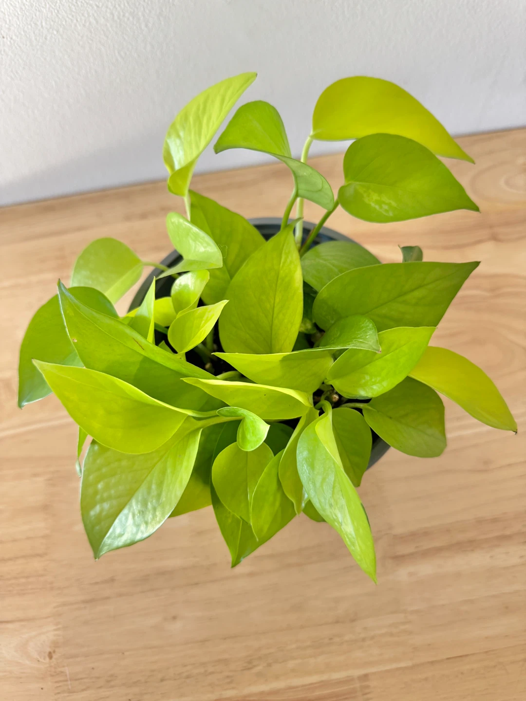Neon Pothos Houseplants