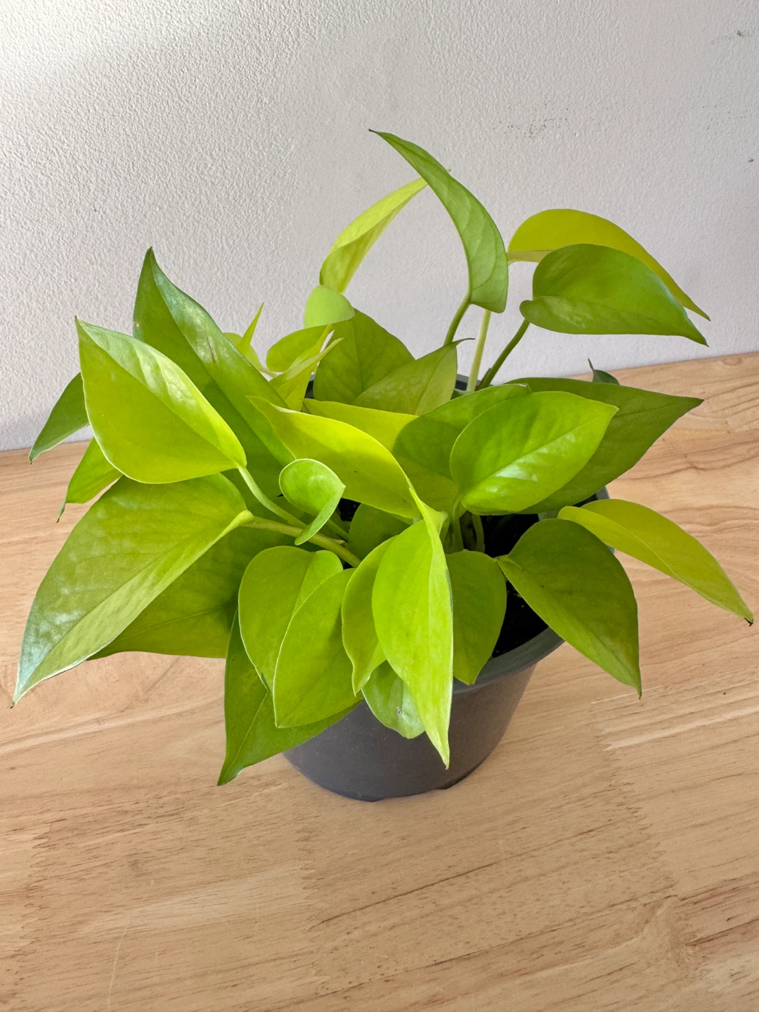 Neon Pothos Houseplants - photo 2