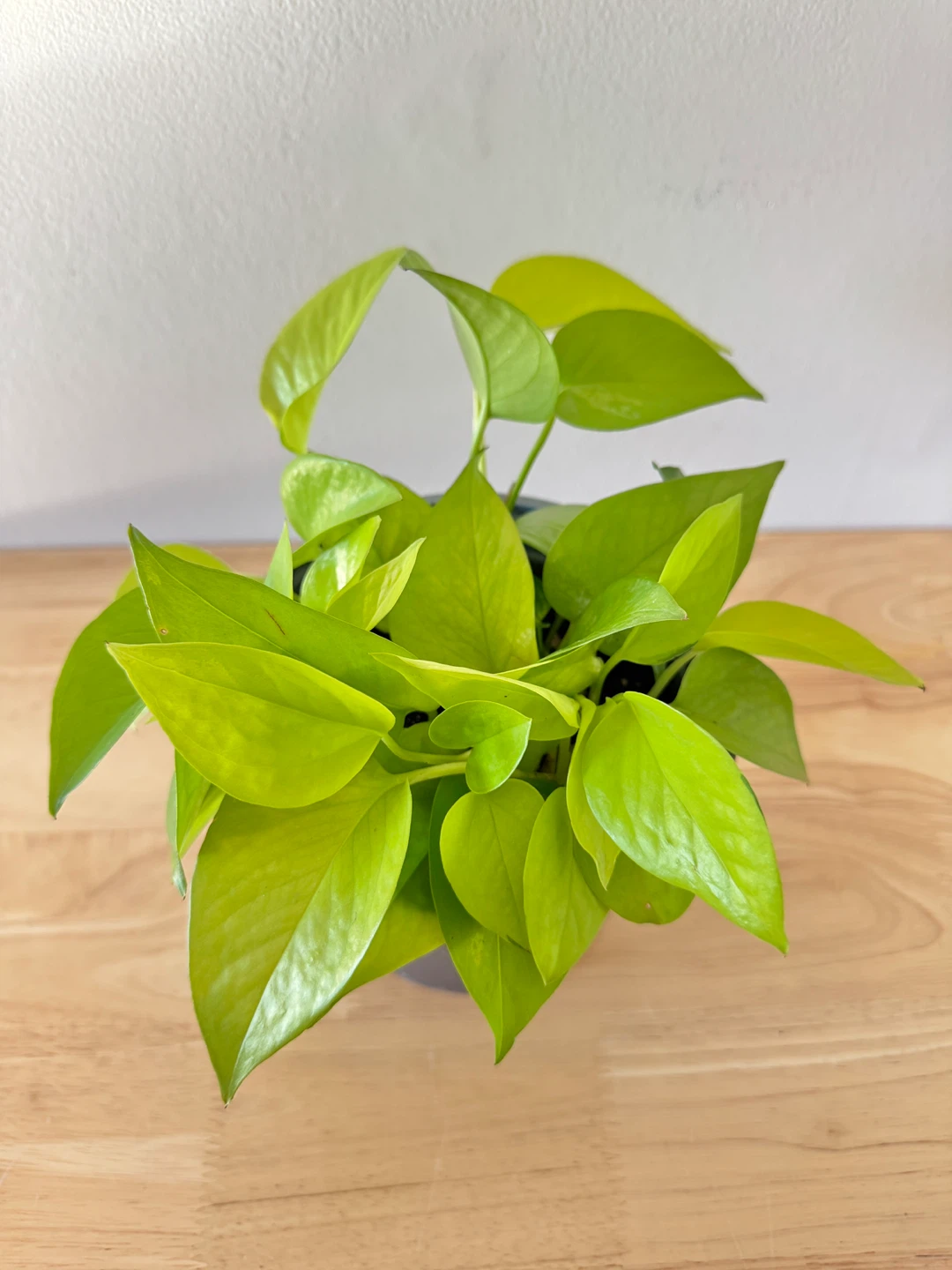 Neon Pothos Houseplants - photo 3