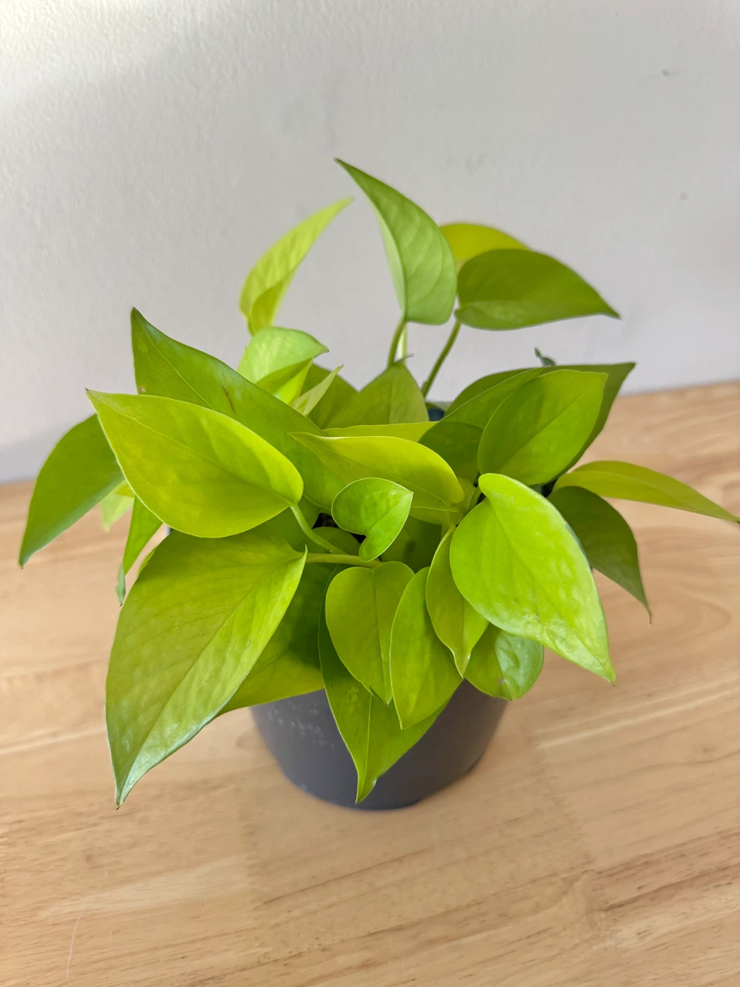Neon Pothos Houseplants - photo 4
