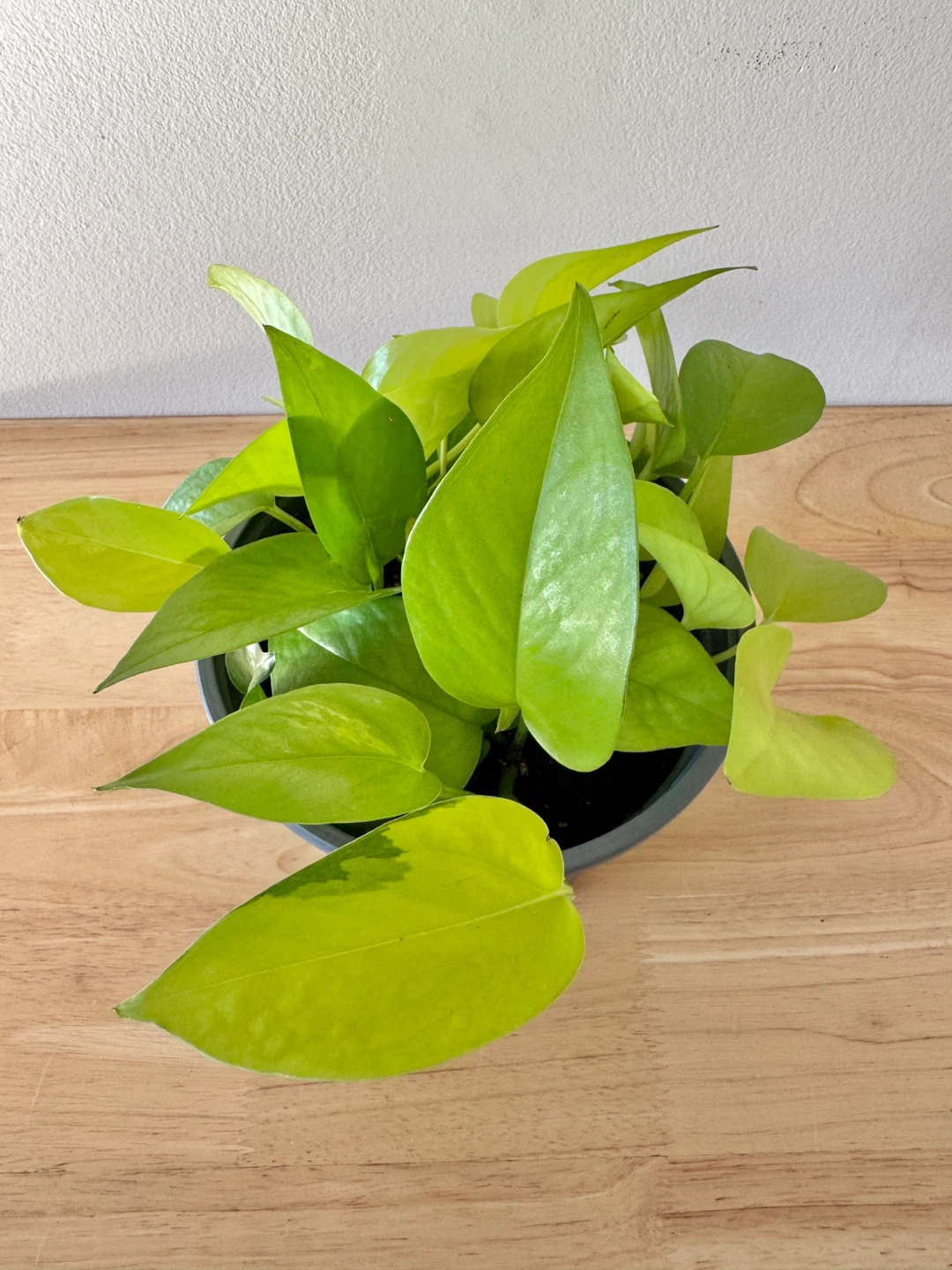 Neon Pothos Houseplants - photo 5