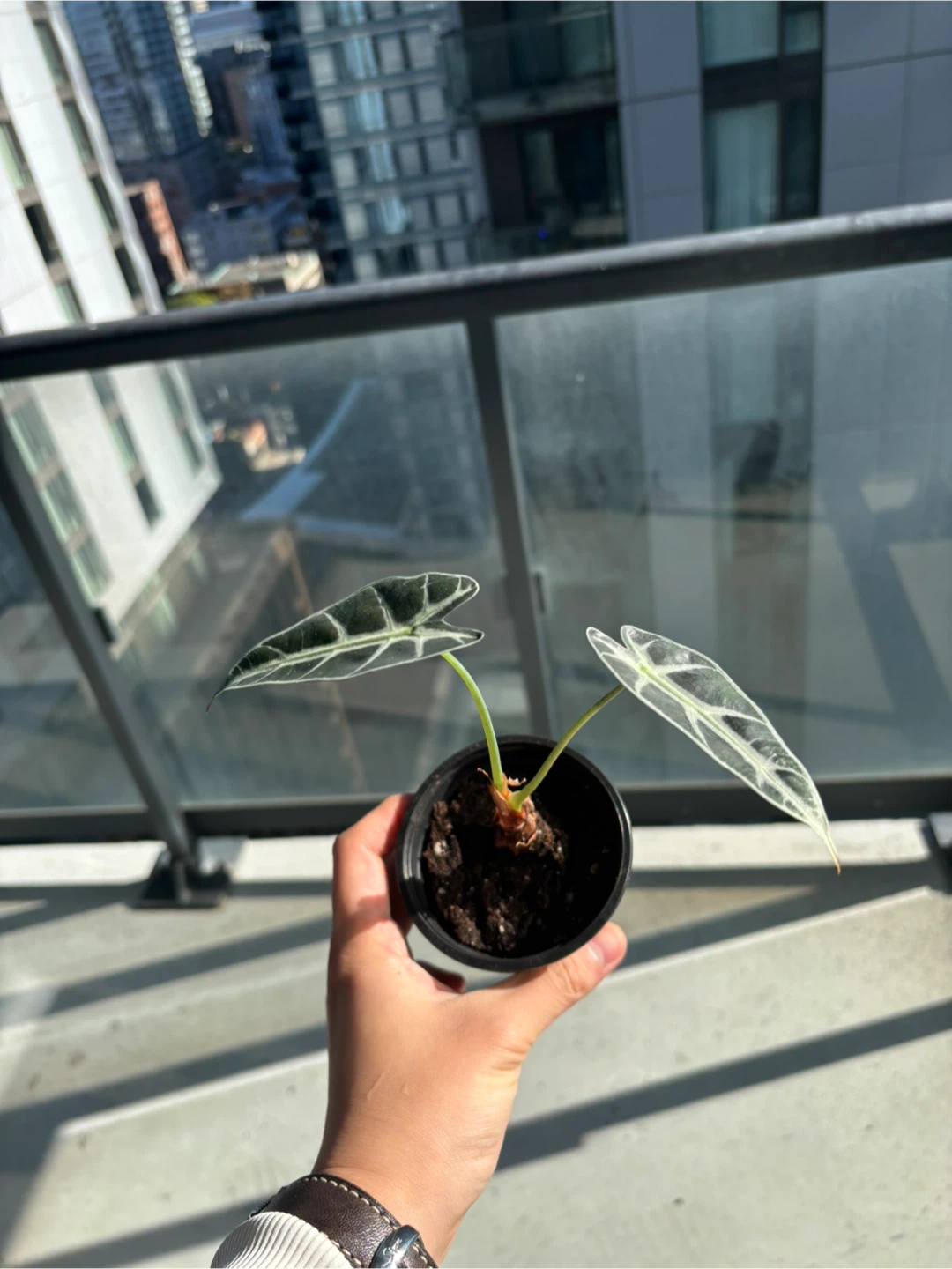 Baby Alocasia Polly plant