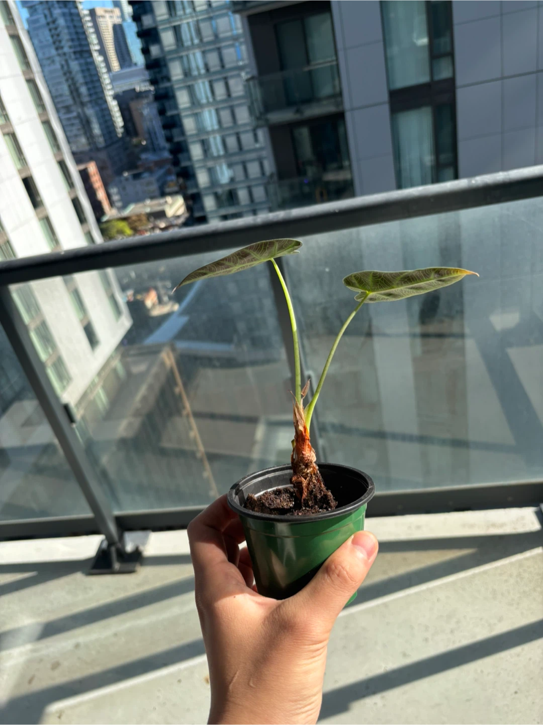 Baby Alocasia Polly plant - photo 2