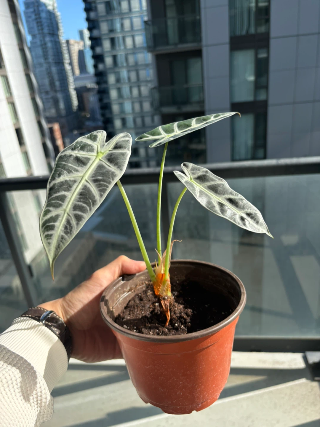Alocasia Polly Plant