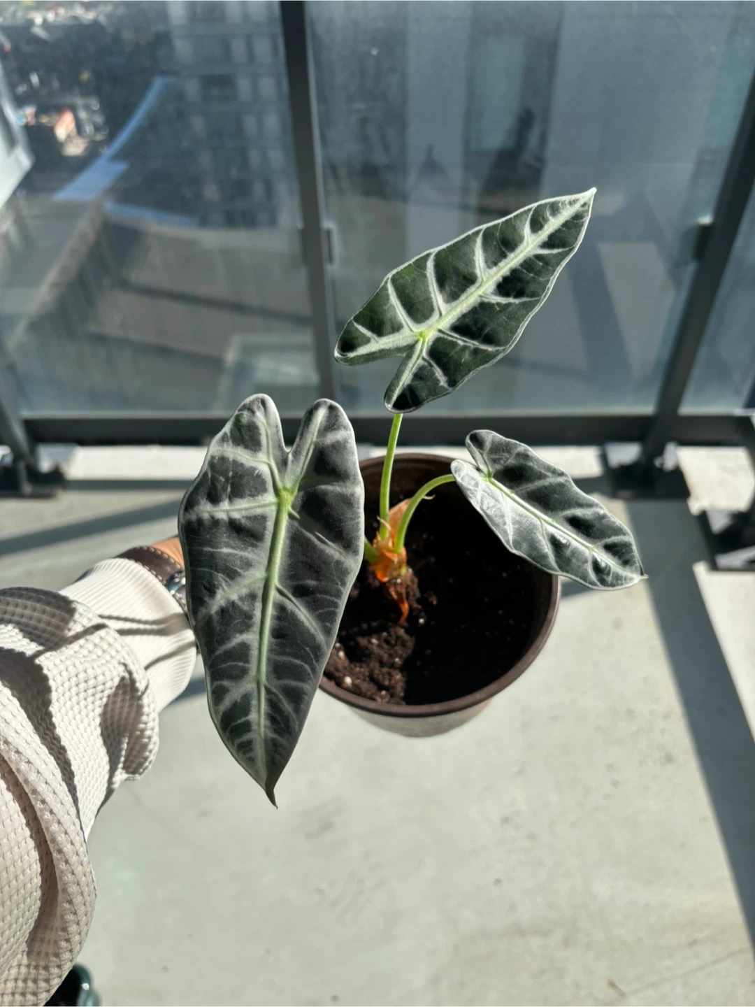 Alocasia Polly Plant - photo 2