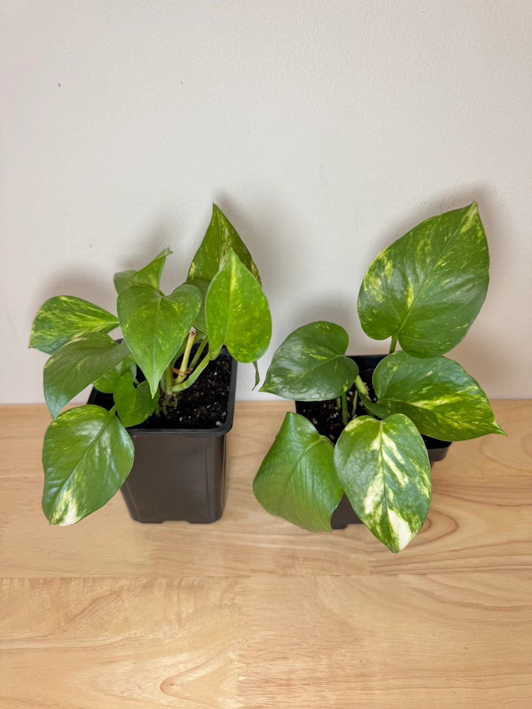 $5 for these 2 pots of pothos