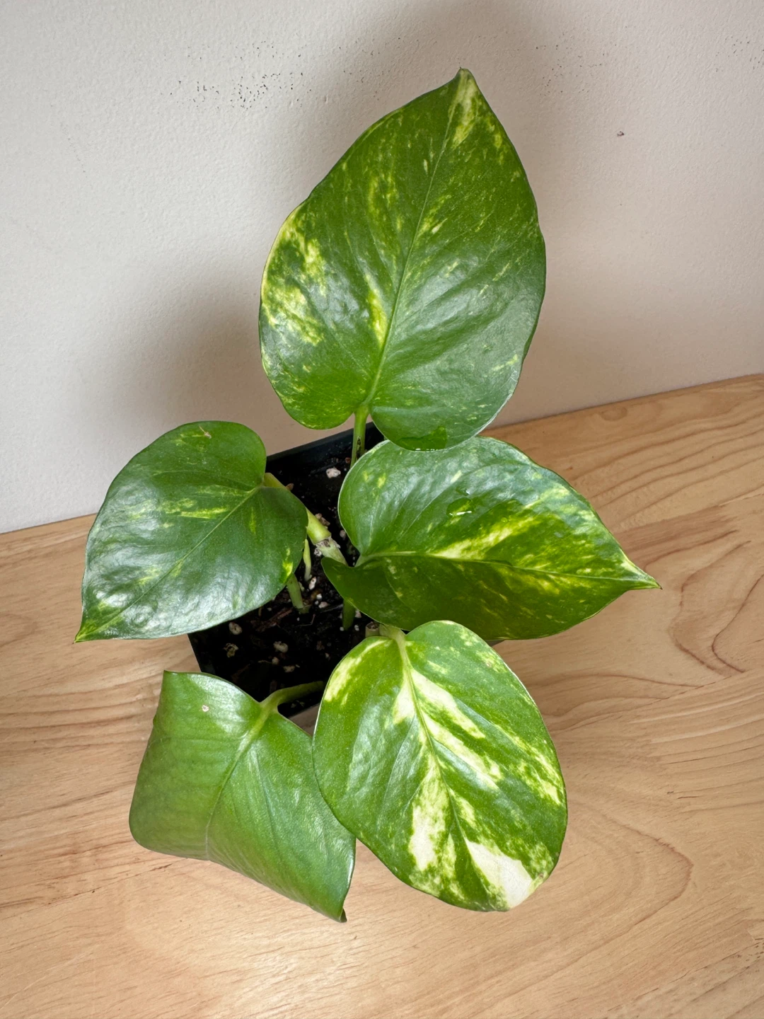 $5 for these 2 pots of pothos - photo 2