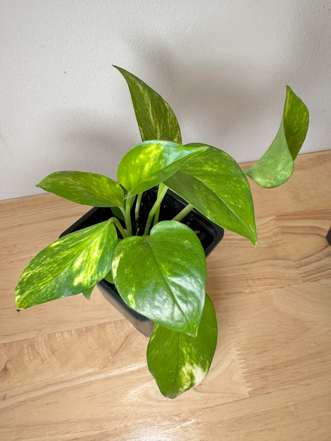 $5 for these 2 pots of pothos - photo 3