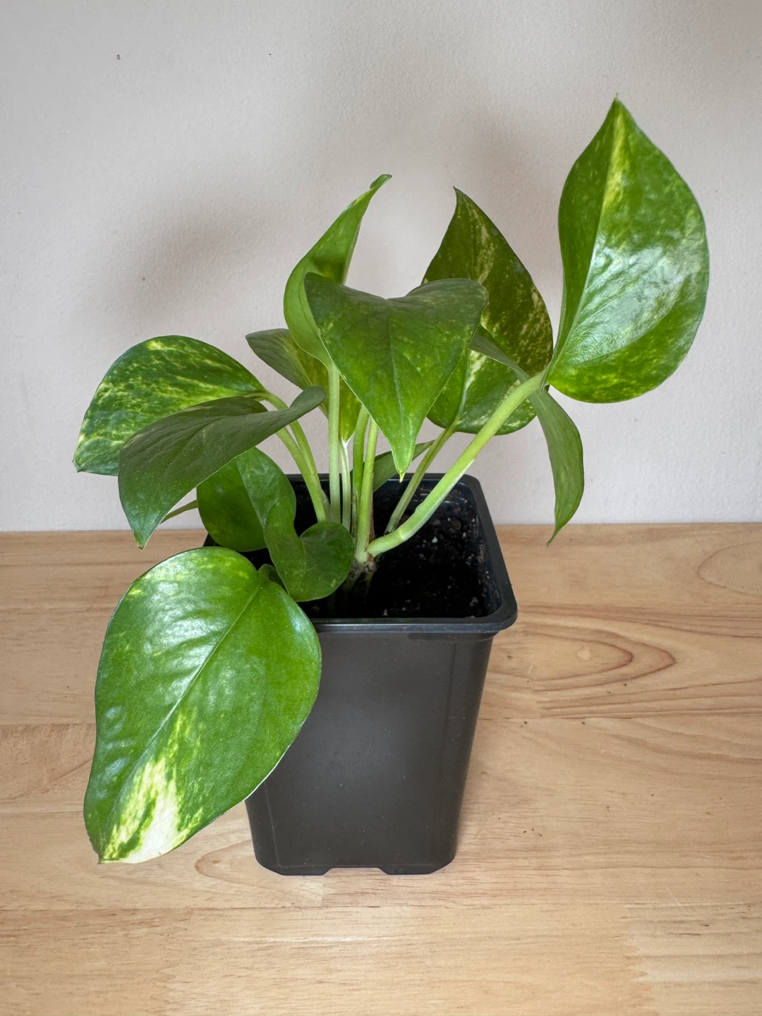 $5 for these 2 pots of pothos - photo 4