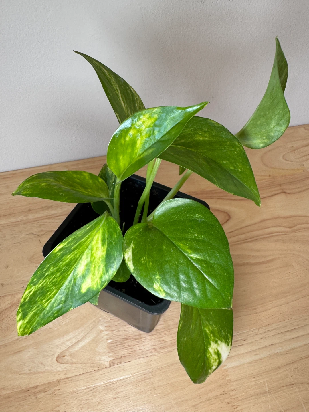 $5 for these 2 pots of pothos - photo 5