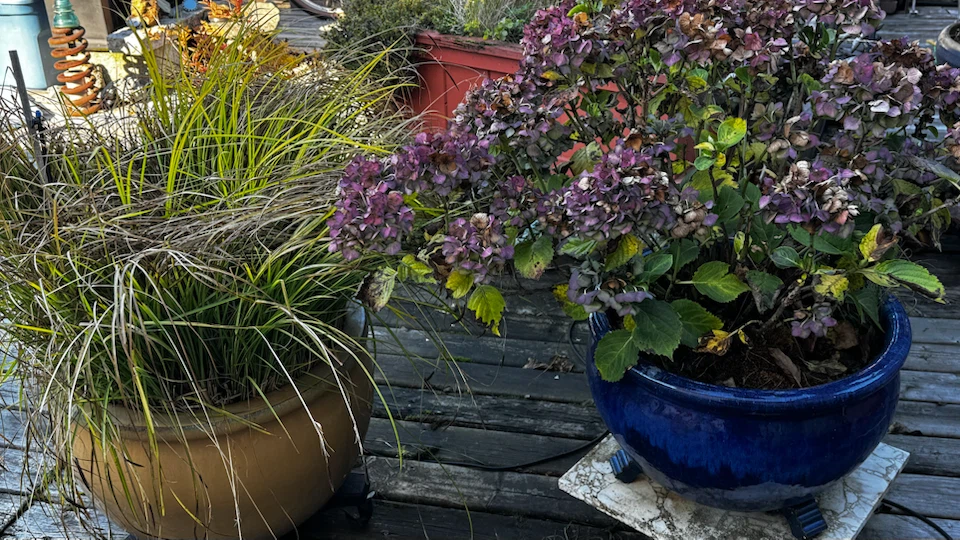 Plants w pots